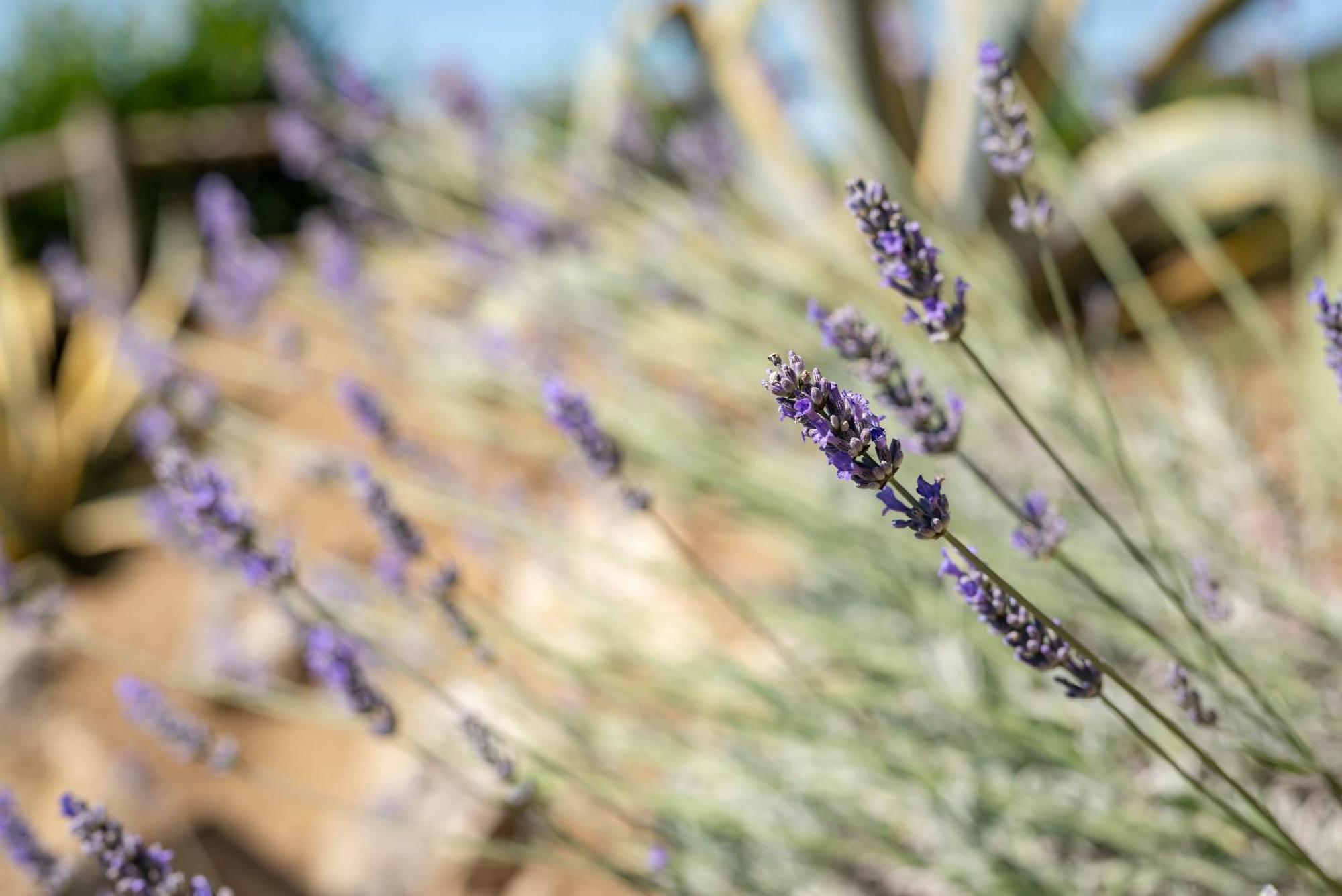 Agriturismo Bio Fattoria Bacio Certaldo Eksteriør billede